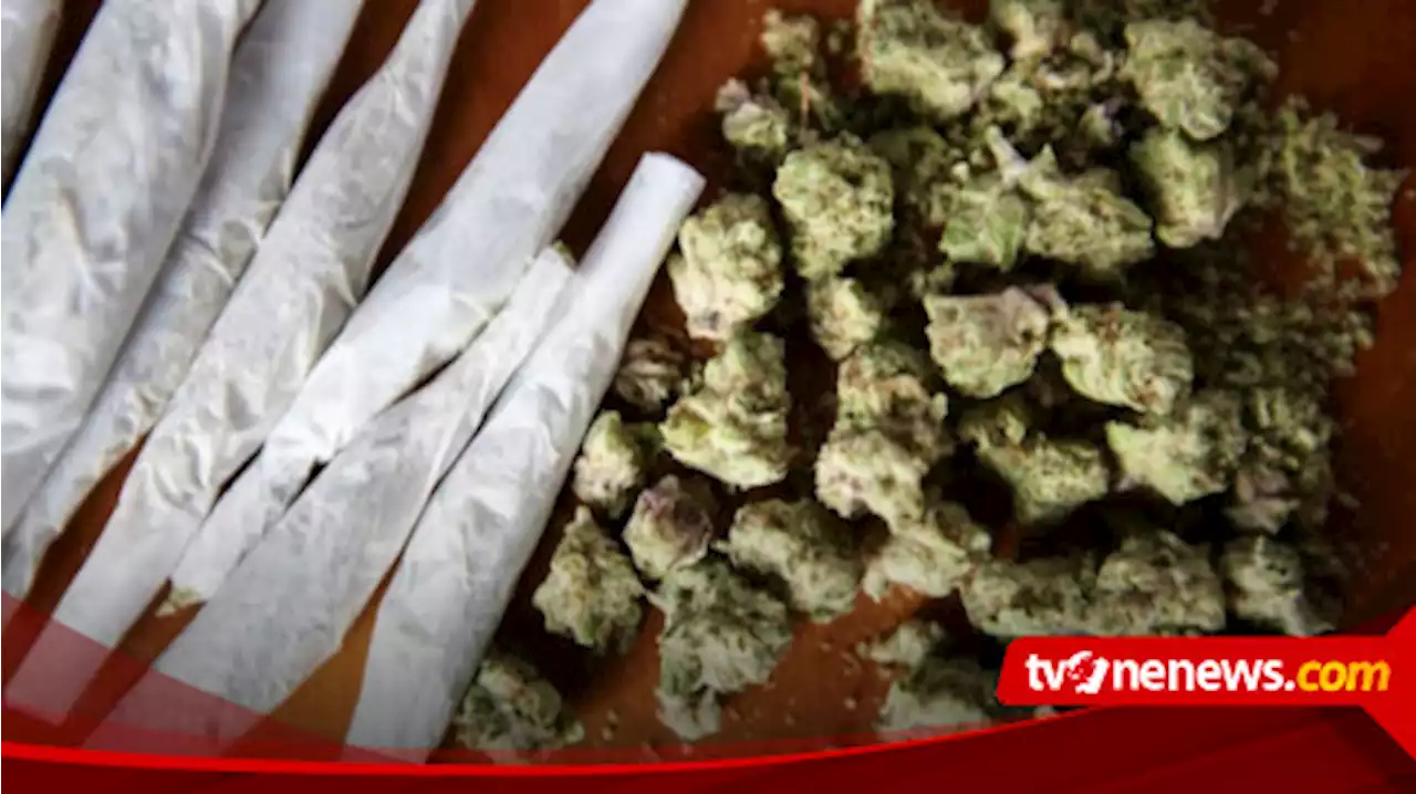 Komisi Penyiaran Indonesia Buka Suara Soal Keterlibatan Pegawainya dalam Peredaran Ganja