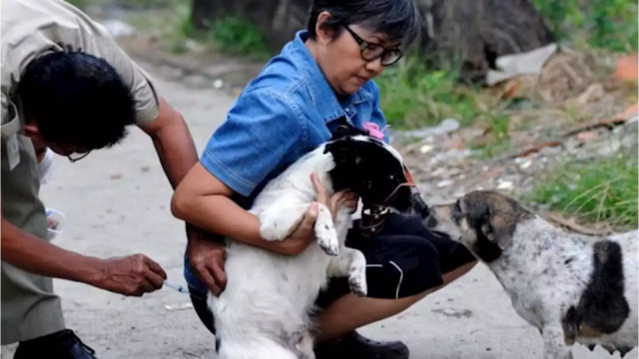 Kasus Gigitan Anjing Meningkat di Sintang, 6 Orang Meninggal Akibat Rabies