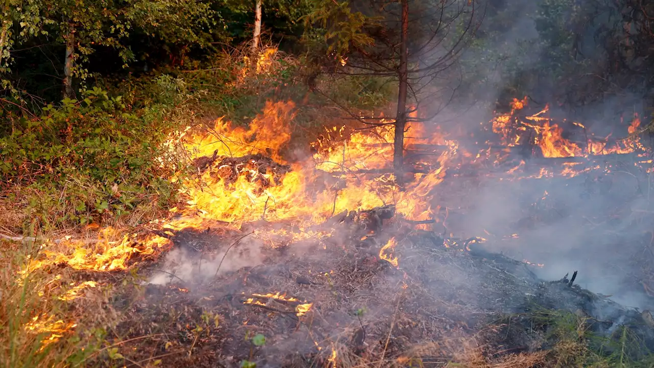 Die Waldbrandgefahr in NRW steigt wieder