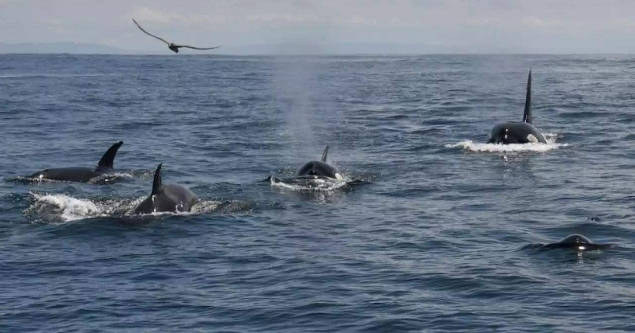 An unusual orca sighting, tour spots at least 20 killer whales off San Francisco