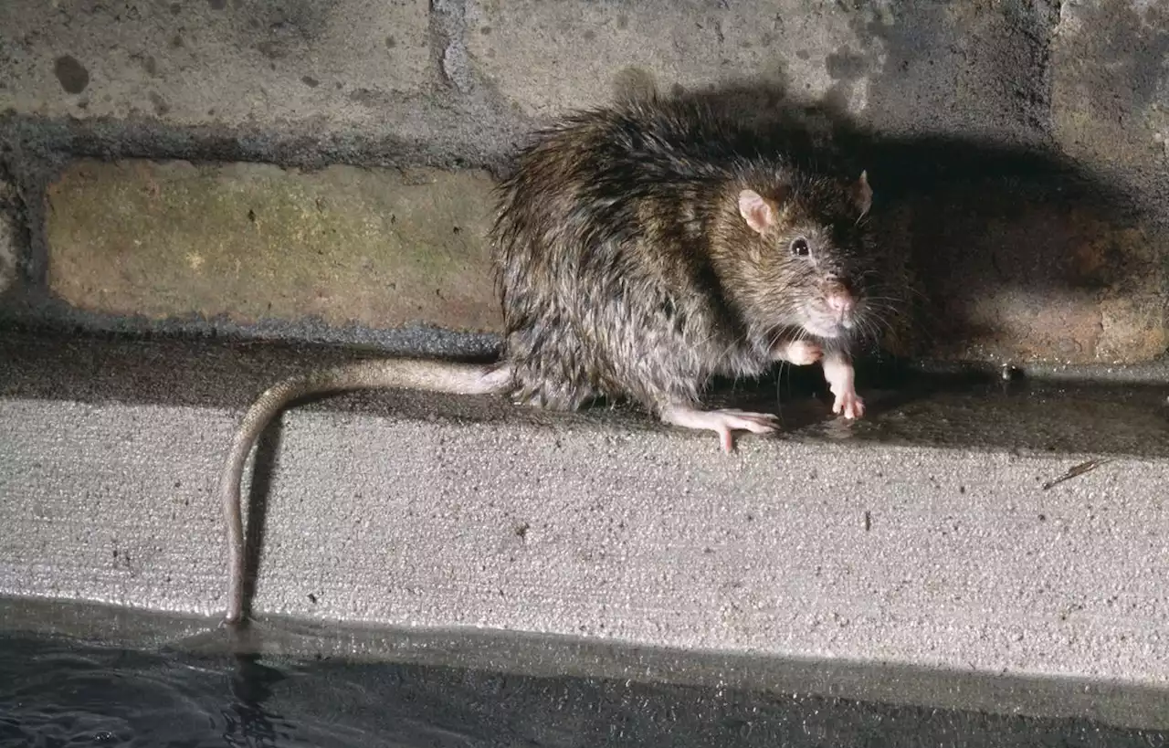 Paris lance un comité pour étudier la cohabitation avec les rats