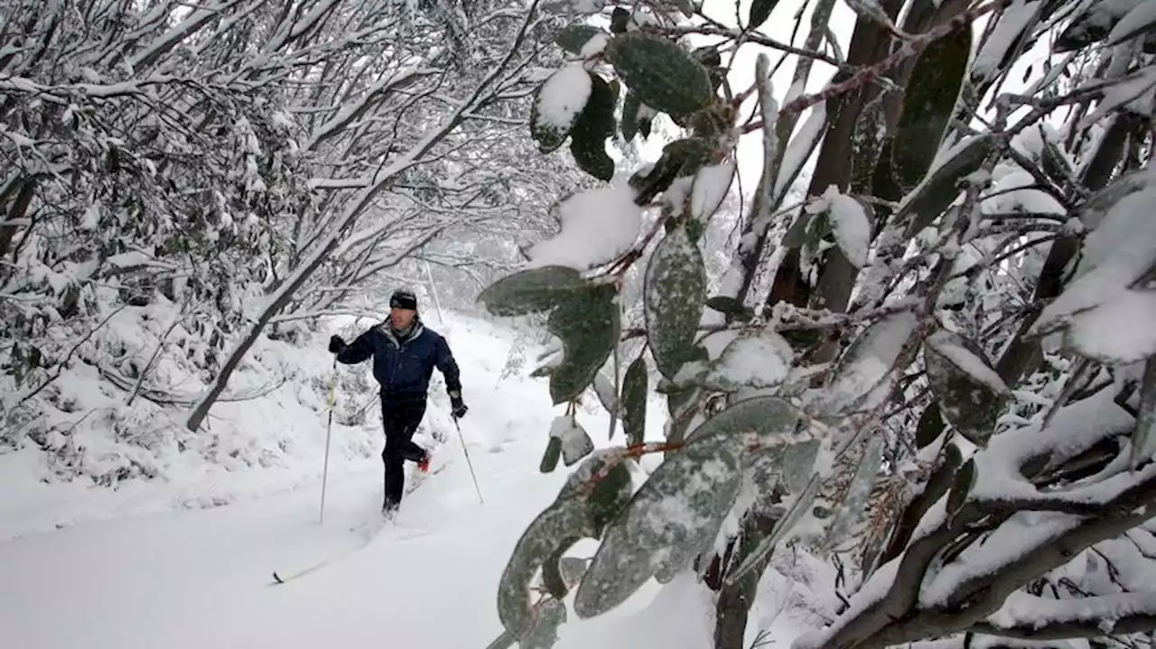 Optimism prevails for Vic ski season despite road access briefly cut