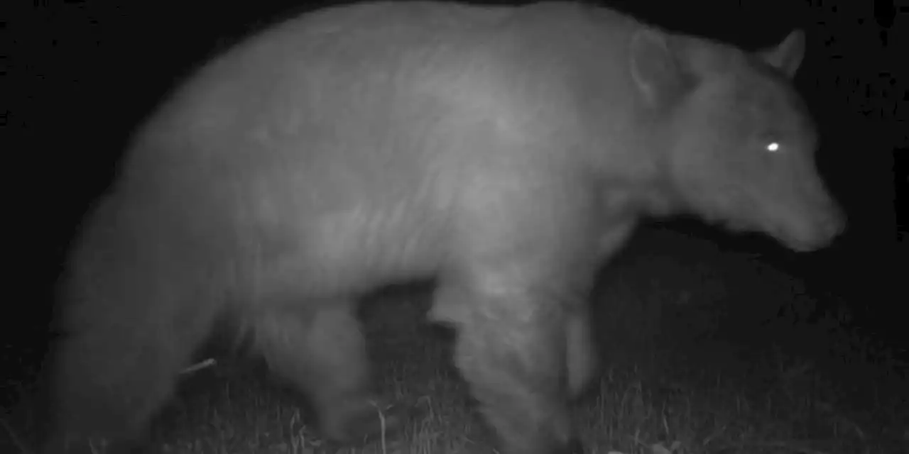 Researchers, beachgoers report rare sightings of black bear on Malibu coastline