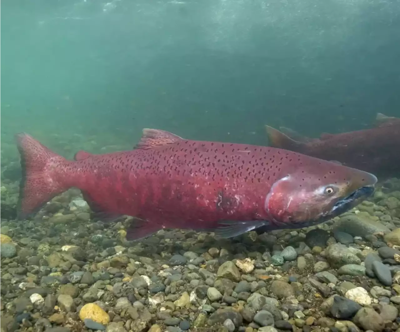 Washington-based conservation group wants Endangered Species Act protections for Alaska king salmon