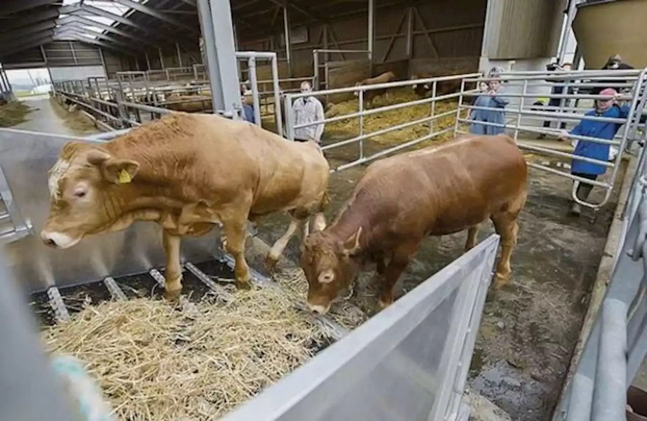 Die Führungskrise beim Schweizer Tierschutz führt zu einem Exodus beim Kontrolldienst - bauernzeitung.ch