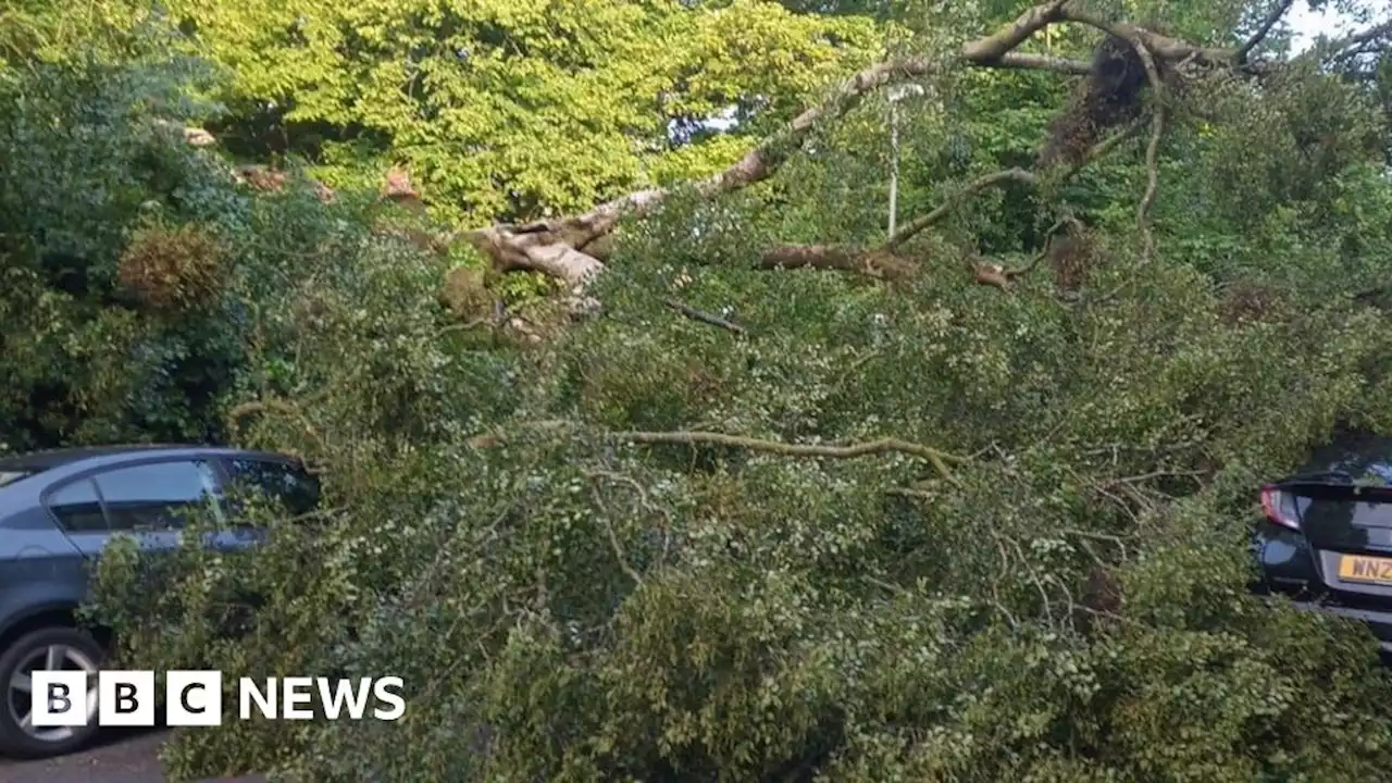 Derry: Falling tree damages several cars in Crawford Square