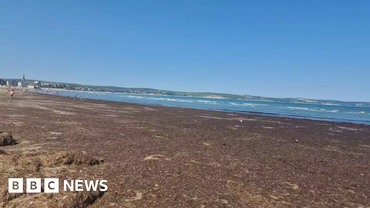 Rotting seaweed will be left on Weymouth Beach, council says