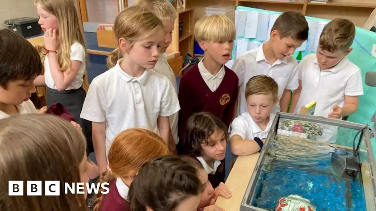 Somerset wildlife group to release millions of eels into rivers