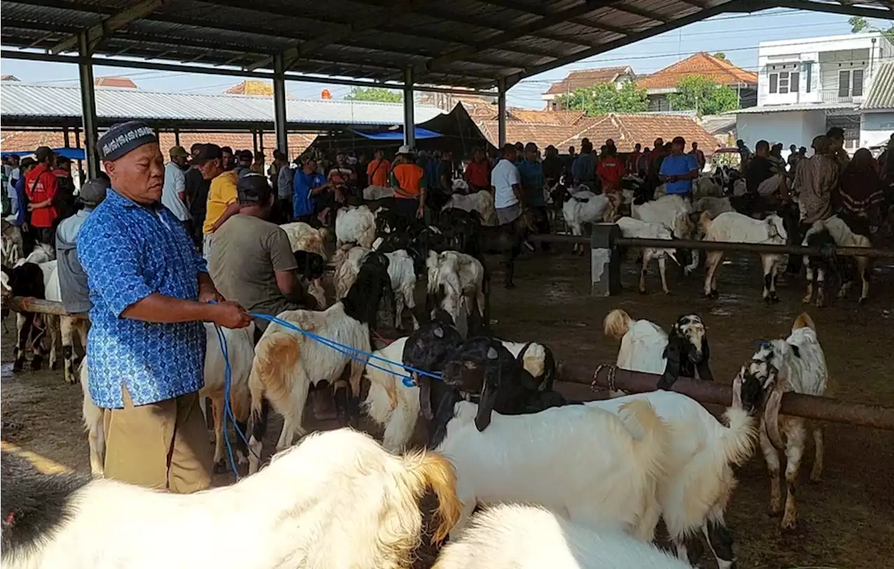 Harga Merangkak Naik, Warga Kudus Berburu Hewan Kurban Lebih Awal