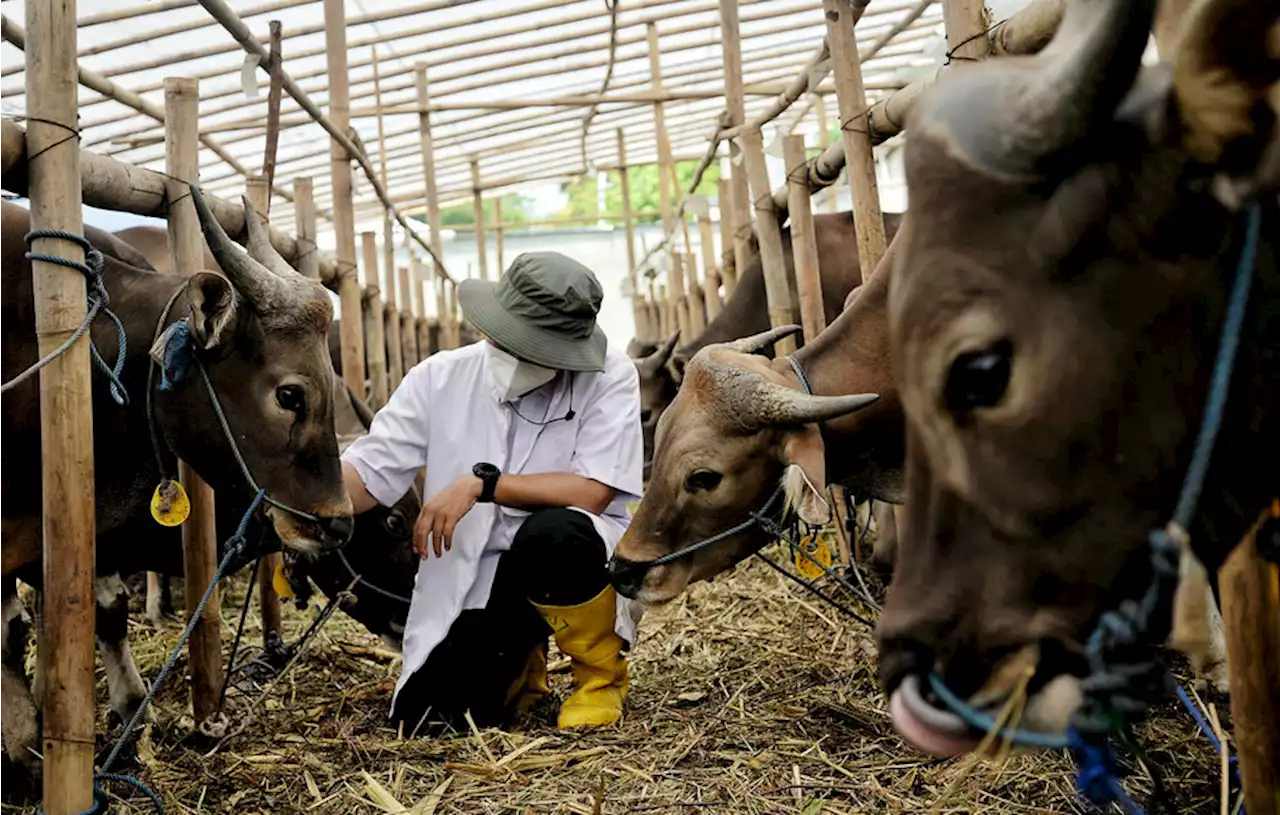 Jelang Iduladha, Hewan Kurban di Garut Diserang Wabah LSD