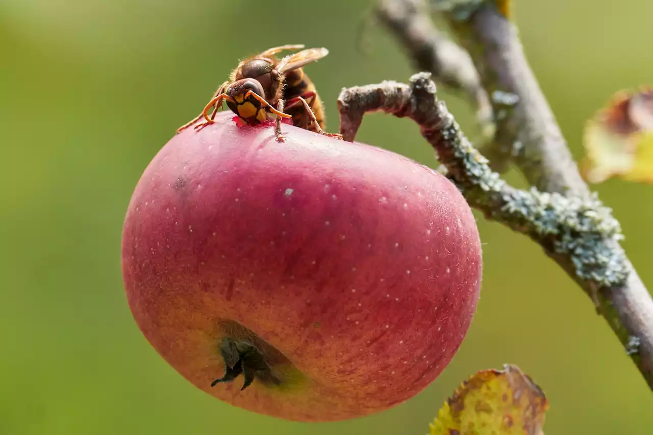 Gefährliche Hornissen? Was ein Biologe sagt