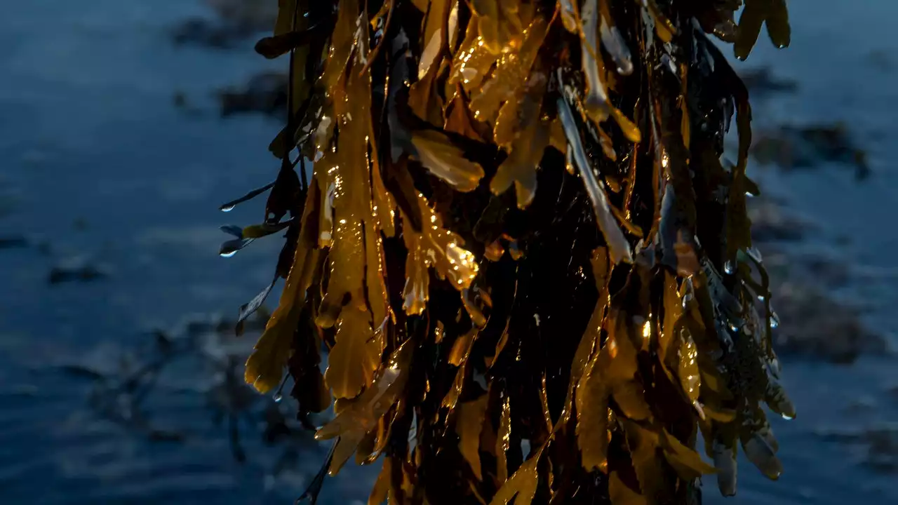 Why We Could All Be Wearing Seaweed One Day