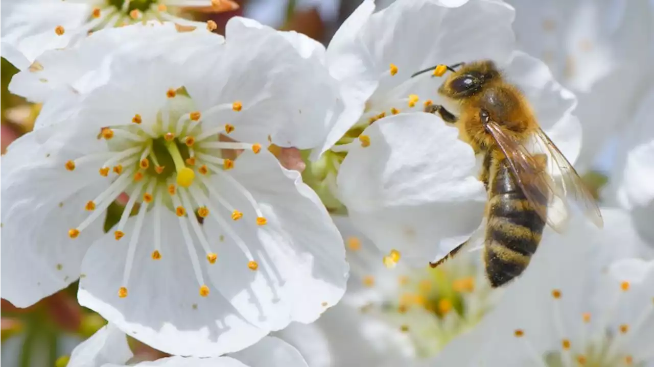 'Bienenfreundliche' Zierpflanzen mit Pestiziden belastet – BUND alarmiert