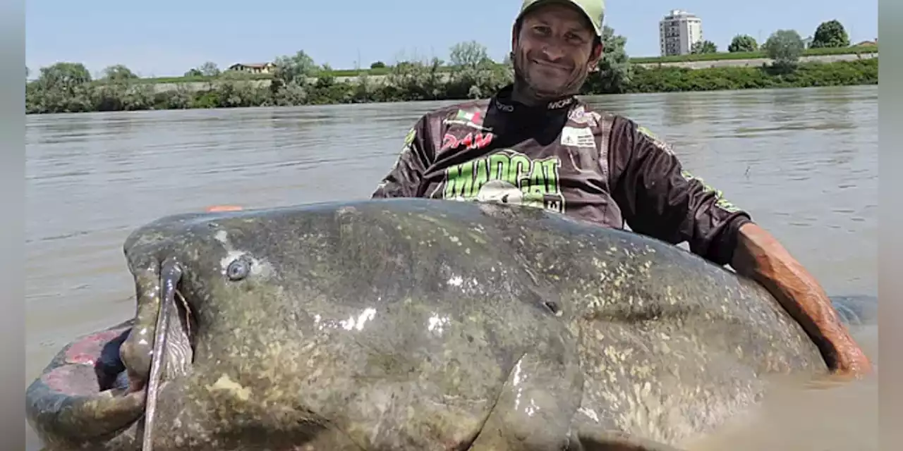 Angler hooks ‘monster’ 9-foot-long catfish