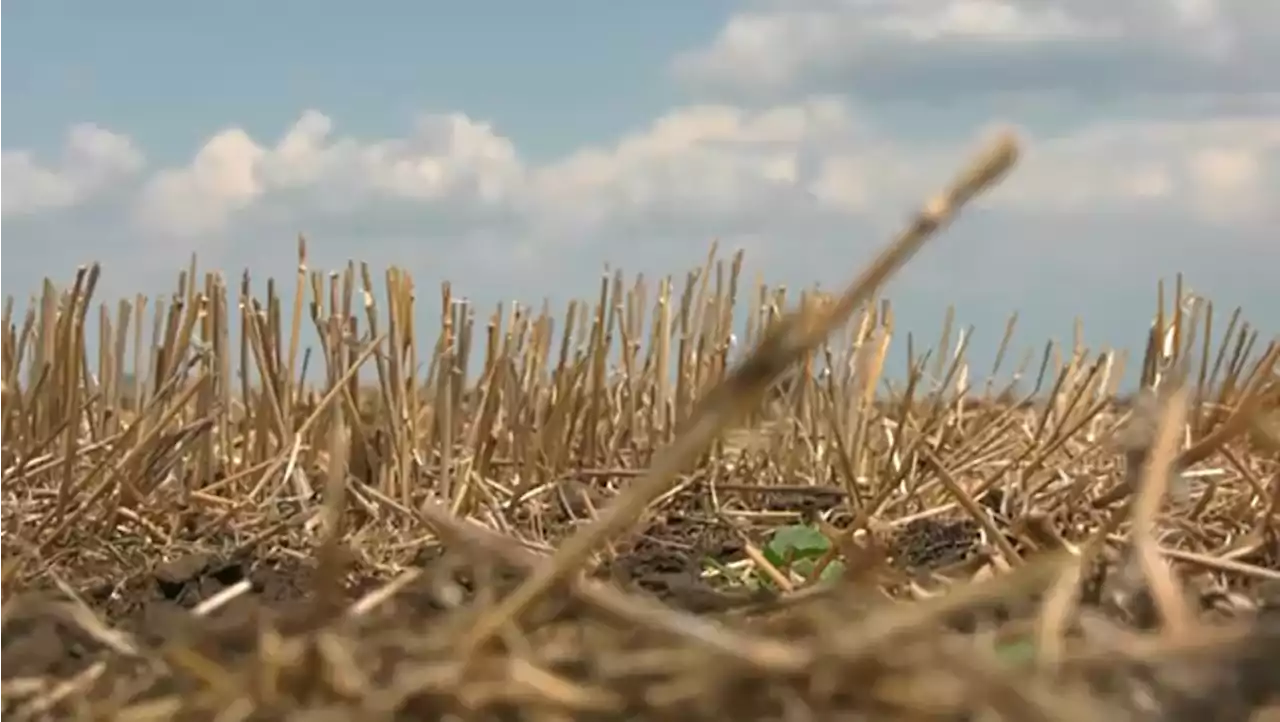 Heat spell, dry season hurting western Alberta crops