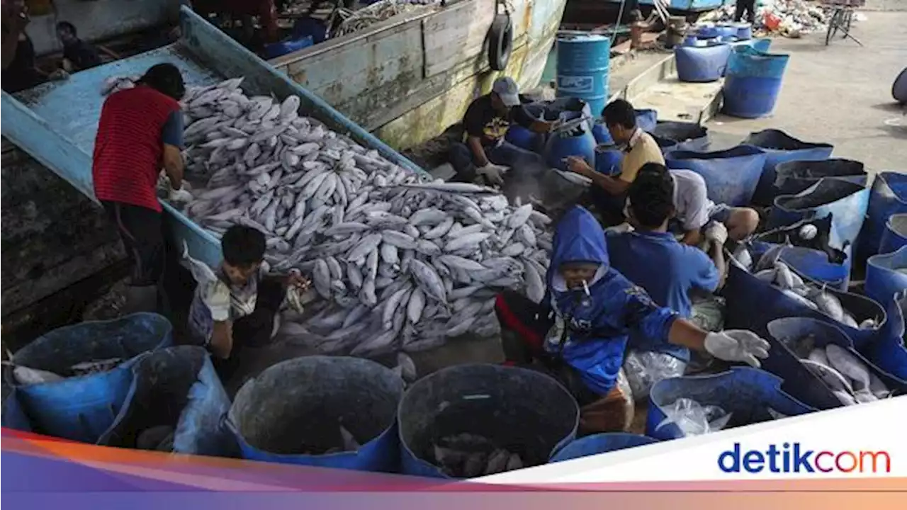 Indonesia Peringkat Kedua Negara Penghasil Ikan Laut Terbesar Dunia