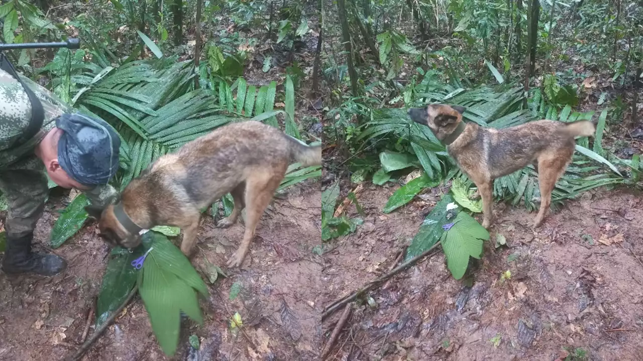 Canino del Ejército se habría perdido por condiciones del terreno en la selva