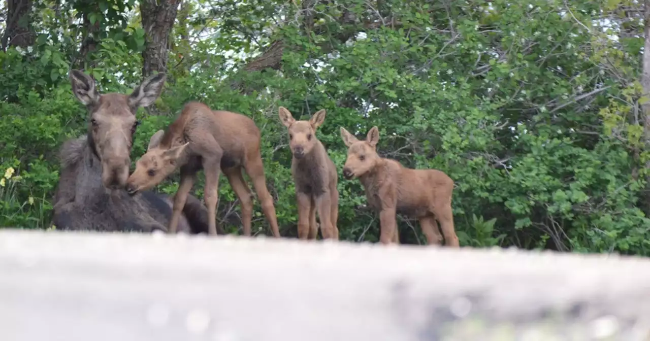 Rare moose triplets spotted frolicking with mom in Summit Park