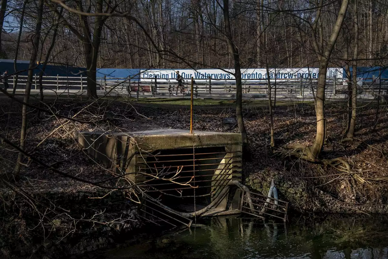 Opinion: Along a polluted creek, a lone kingfisher gives me hope