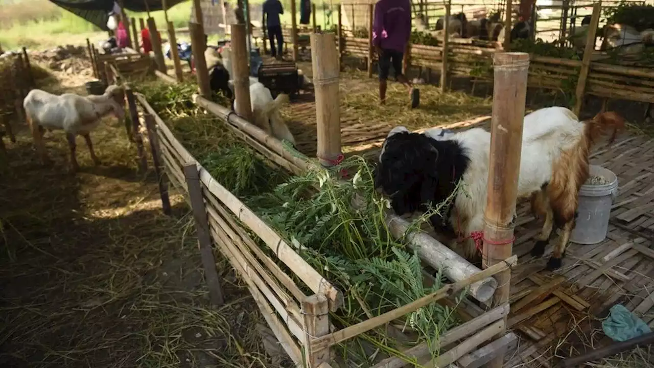 Pastikan Kesehatan, Pemkot Surabaya Awasi Lalu Lintas Hewan Kurban