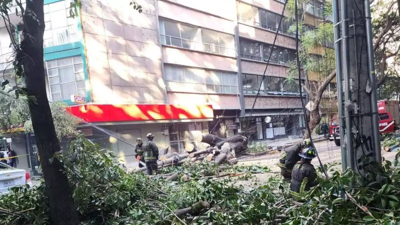 Reporte vial en la CDMX: cierran 3 calles en la colonia Nápoles por la caída de un árbol