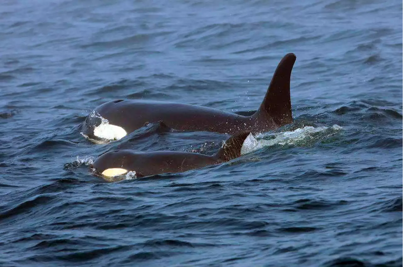 Tour Group Witnesses Rare Sight: 20 Killer Whales Spotted Off San Francisco Coast