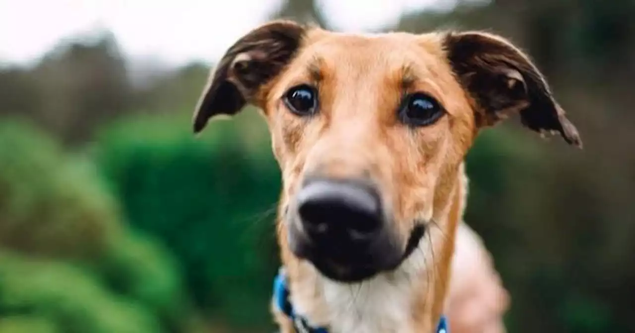 Deadly toxins discovered as six dogs die after walks at Irish lake