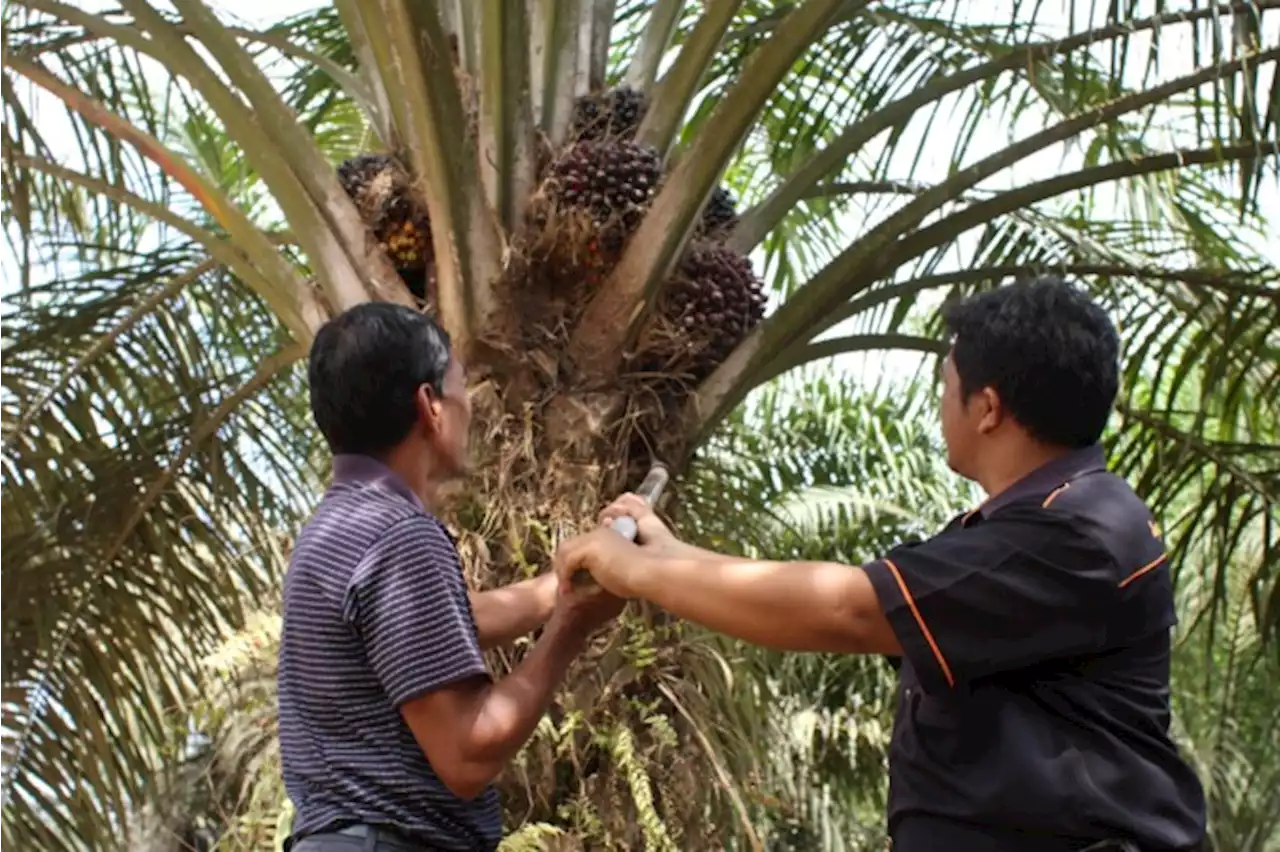 103,2 Persen Kebun Sawit PTPN XIII Dikelola bersama Petani Lokal