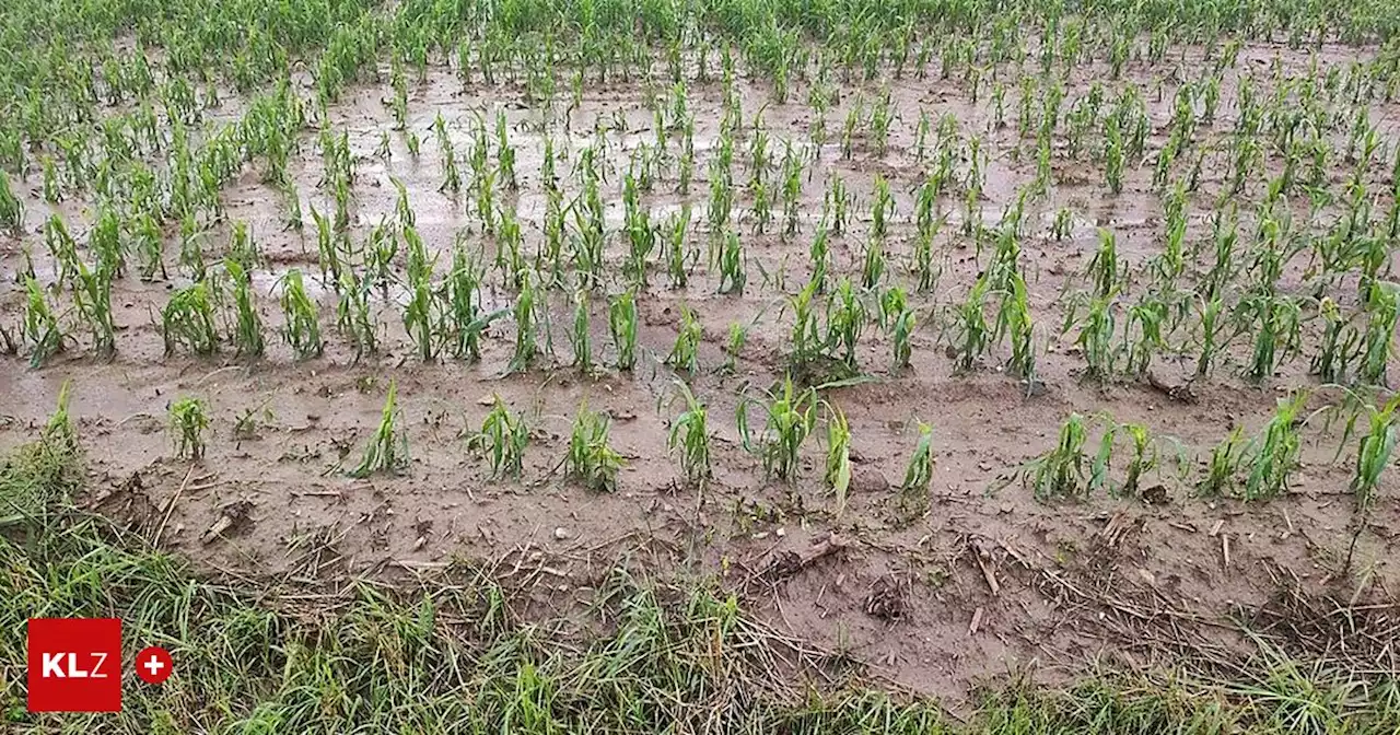 Weitere Unwetter drohen - Hagel und Überflutungen: 750.000 Euro Schaden in steirischer Landwirtschaft