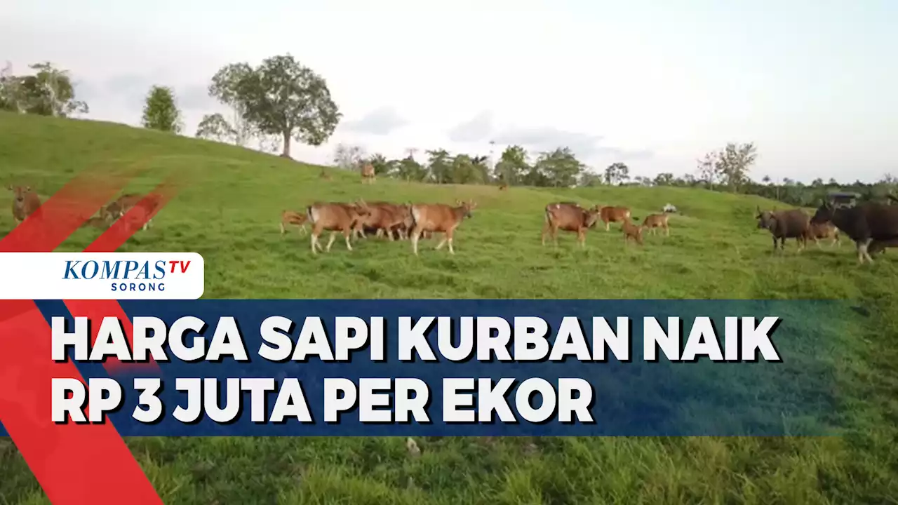 Jelang Idul Adha Harga Hewan Kurban Sapi di Papua Barat Daya Naik