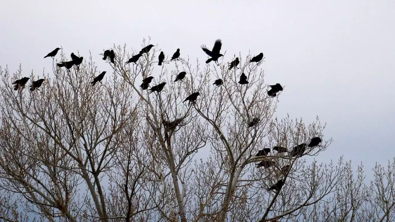 Crow divebombing people in Oakland's Preservation Park