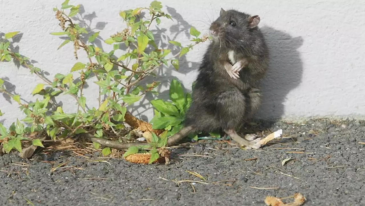 Mieux 'cohabiter' avec les rats : Anne Hidalgo lance un 'comité' sur la question pour faire face à leur prolifération