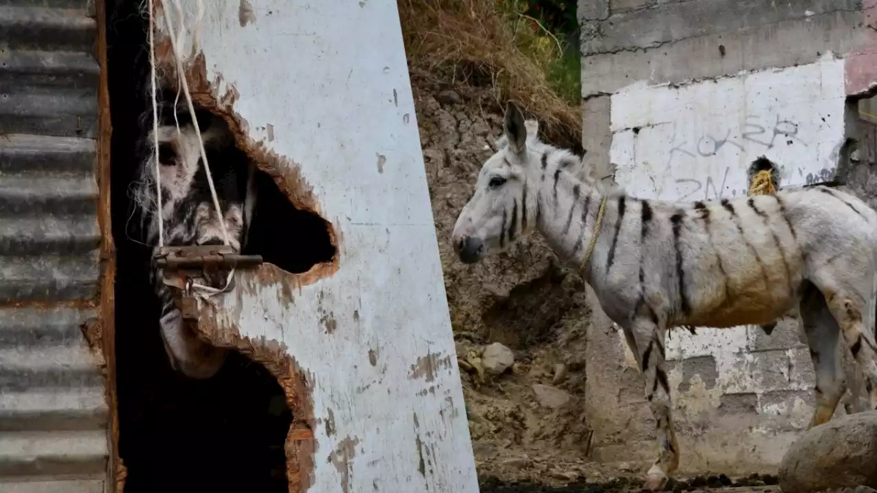 Rescatan en Tijuana 5 “burras-cebra” en cateo por maltrato animal