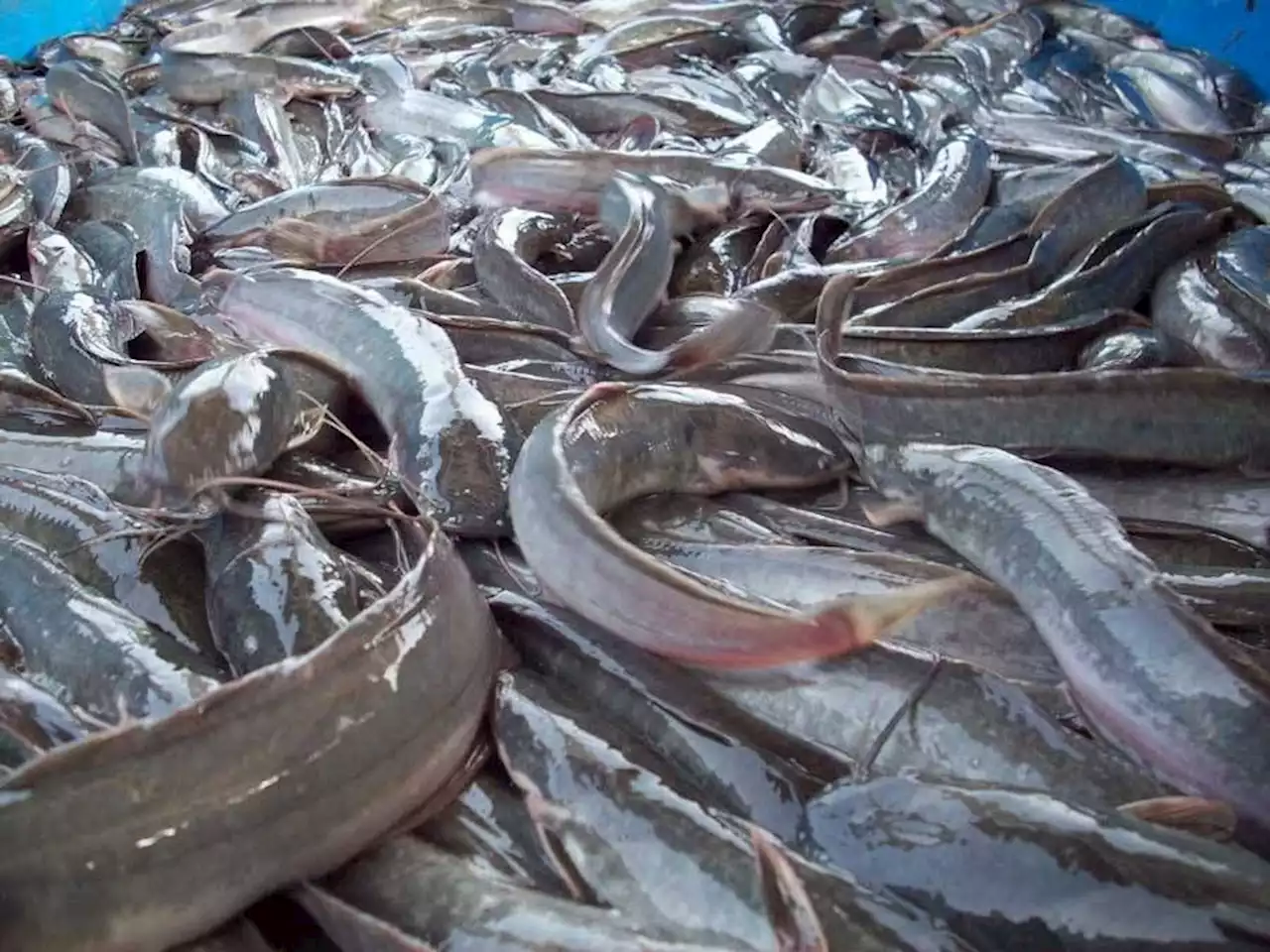 Federal Govt, FAO Launch African Catfish Value Chain Strategy