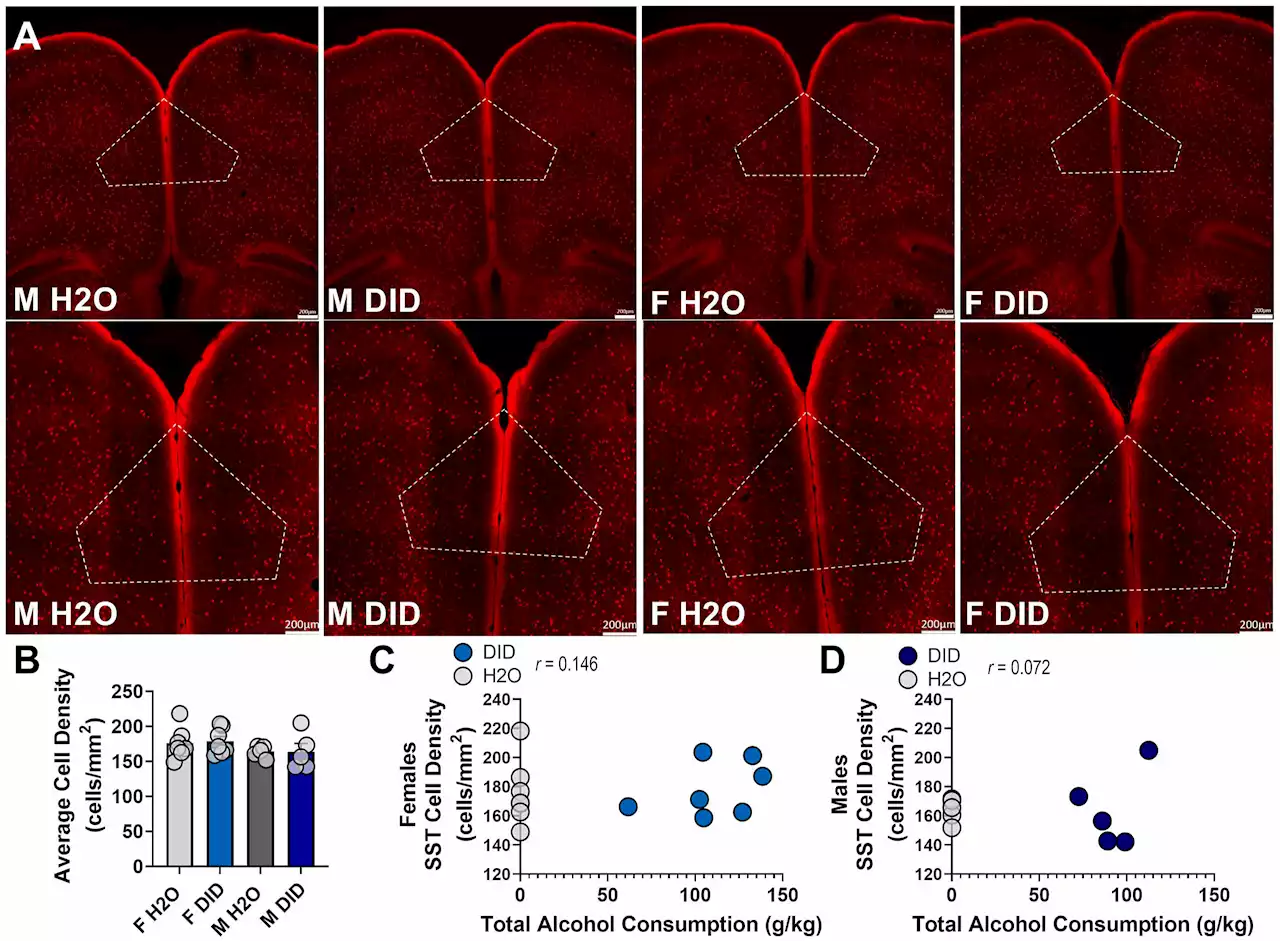 Mouse models of adolescent binge drinking reveal key long-lasting brain changes