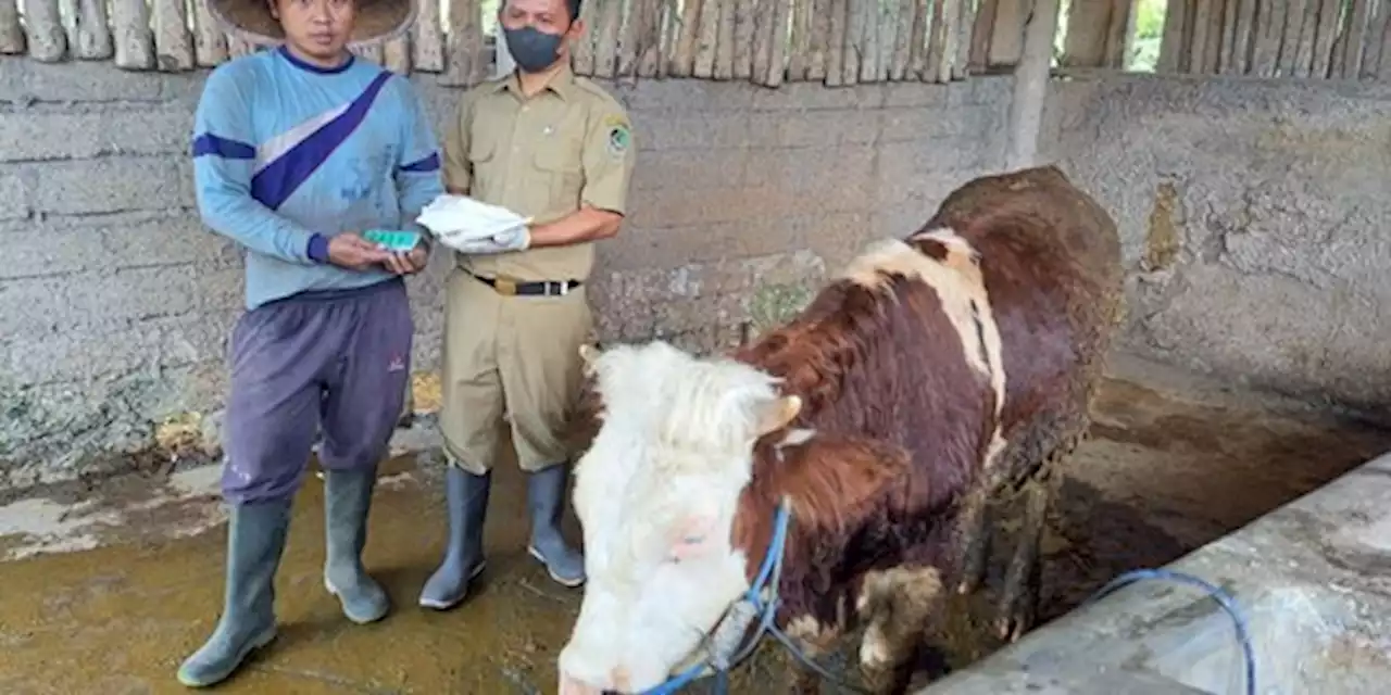 Jelang IdulAdha, Stok Sapi Banyuwangi Surplus | merdeka.com