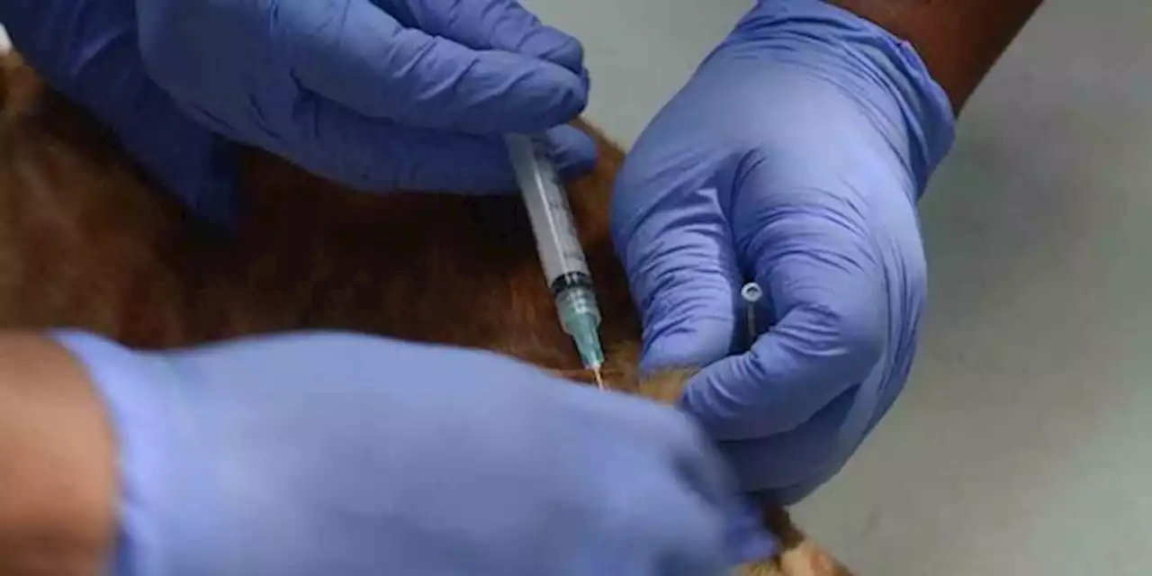 Rabies Merebak di Kalbar Usai NTT, 10 Warga Meninggal Dunia | merdeka.com