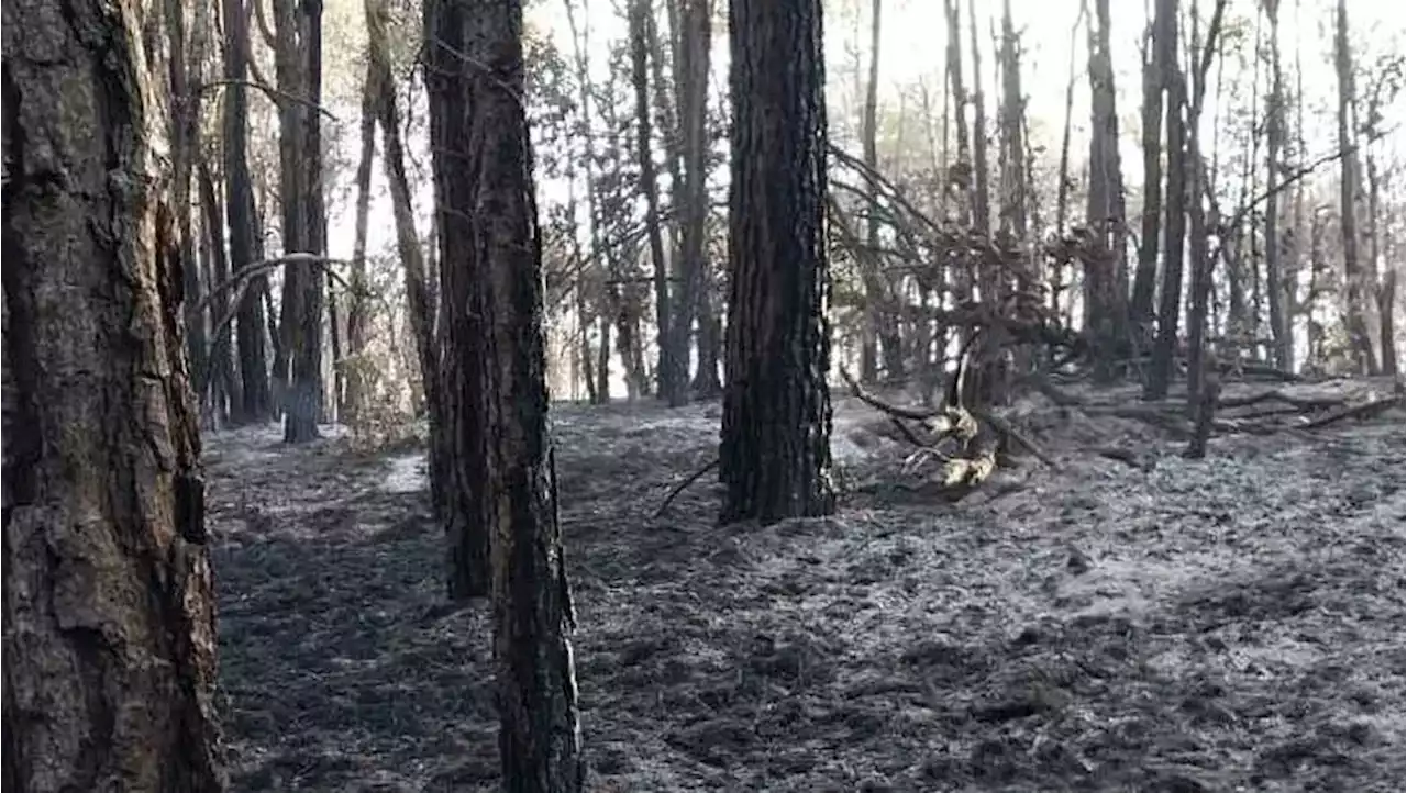 Incendio forestal en el cerro de Patamban se encuentra bajo control