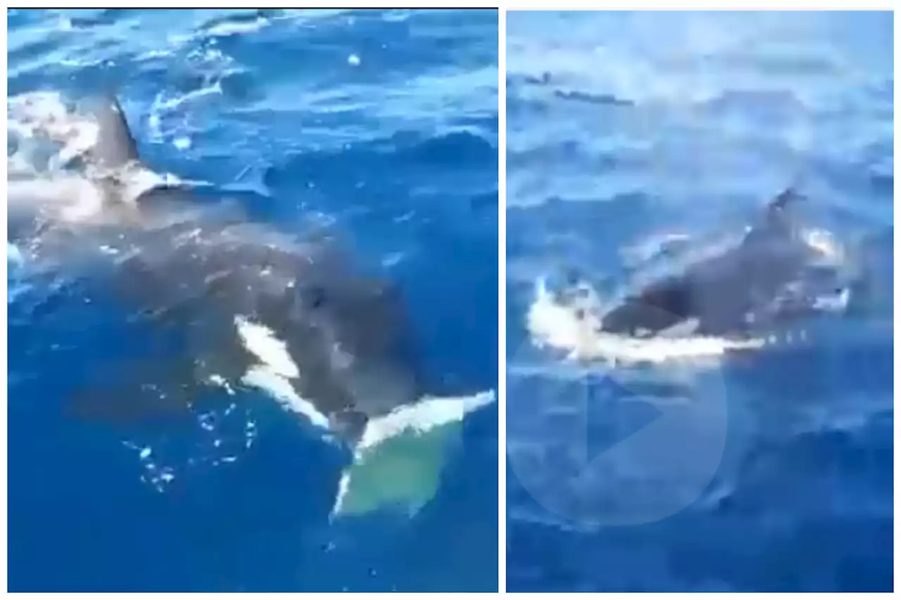 Orcas filmed destroying ship's rudder in shocking clip: 'Surrounded'