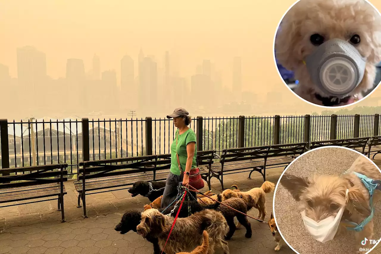 ‘Quite crazy’ dog face masks surge as wildfire smoke engulfs New York