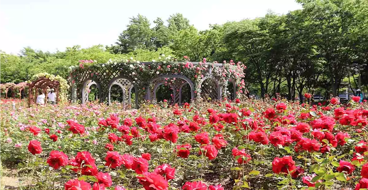 이번 주말, 인천 장미 명소로 초대합니다