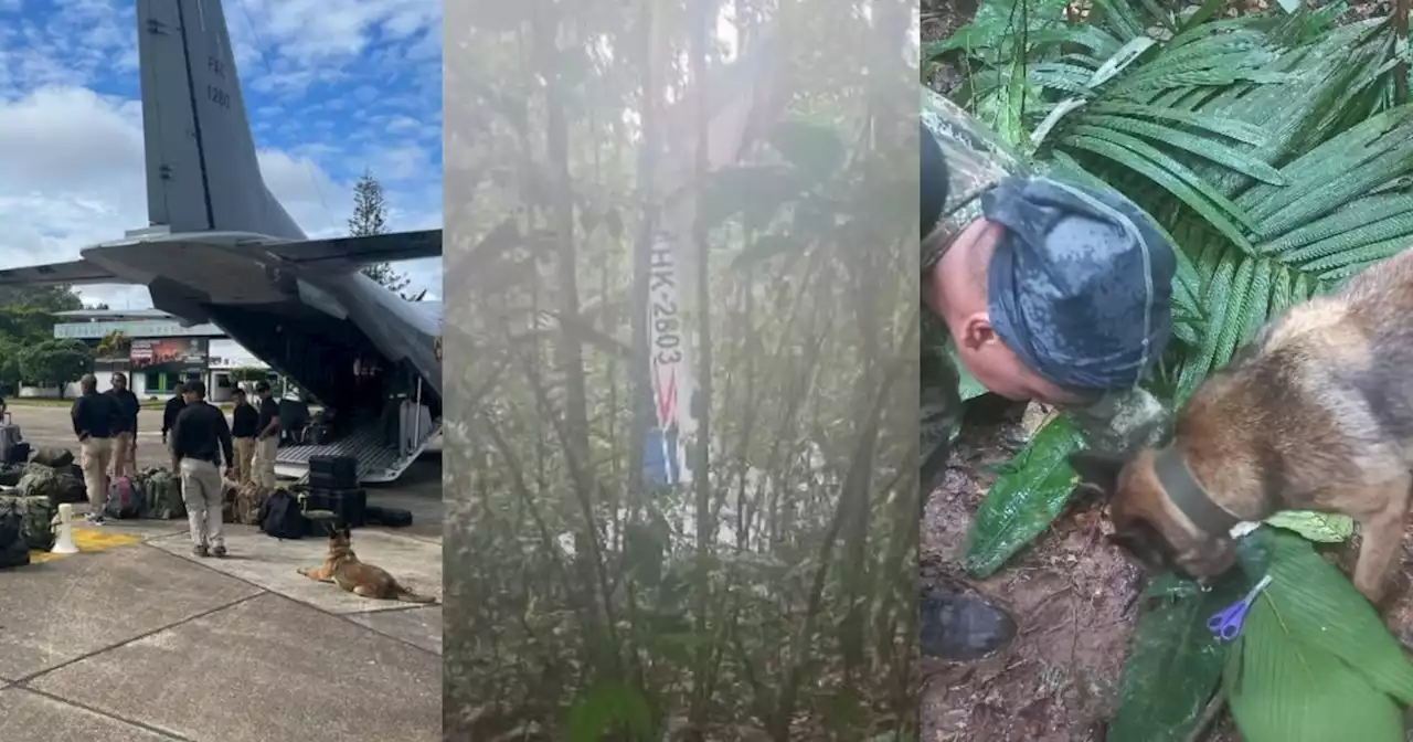 También desapareció Wilson, perrito rastreador de niños indígenas en selva del Guaviare