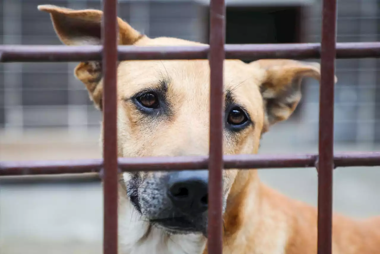 Habitantes denuncian malas condiciones y animales lesionados en perrera; viven en el lodo - Pulzo