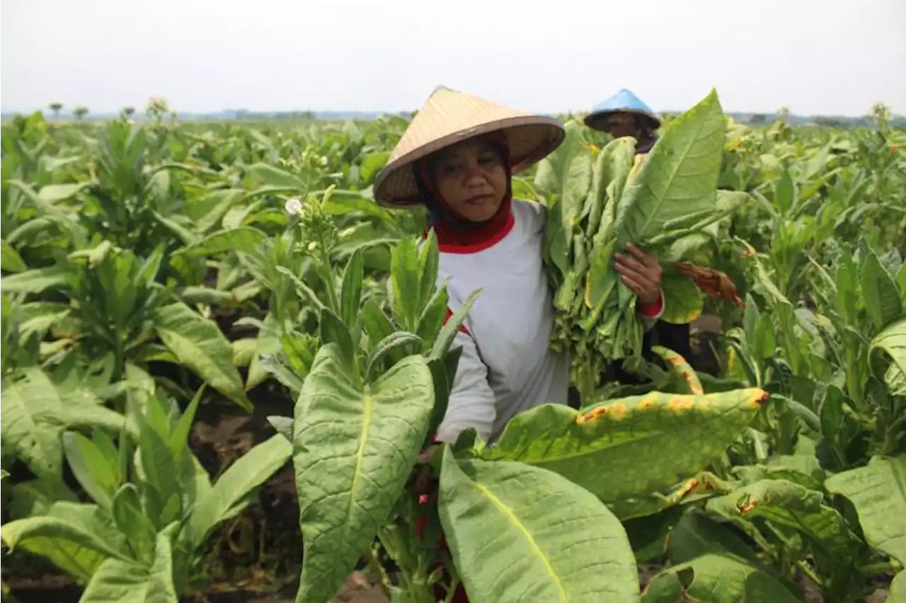 Negara Sering Terbebani Masalah Kesehatan Akibat Dampak Buruk Tembakau |Republika Online