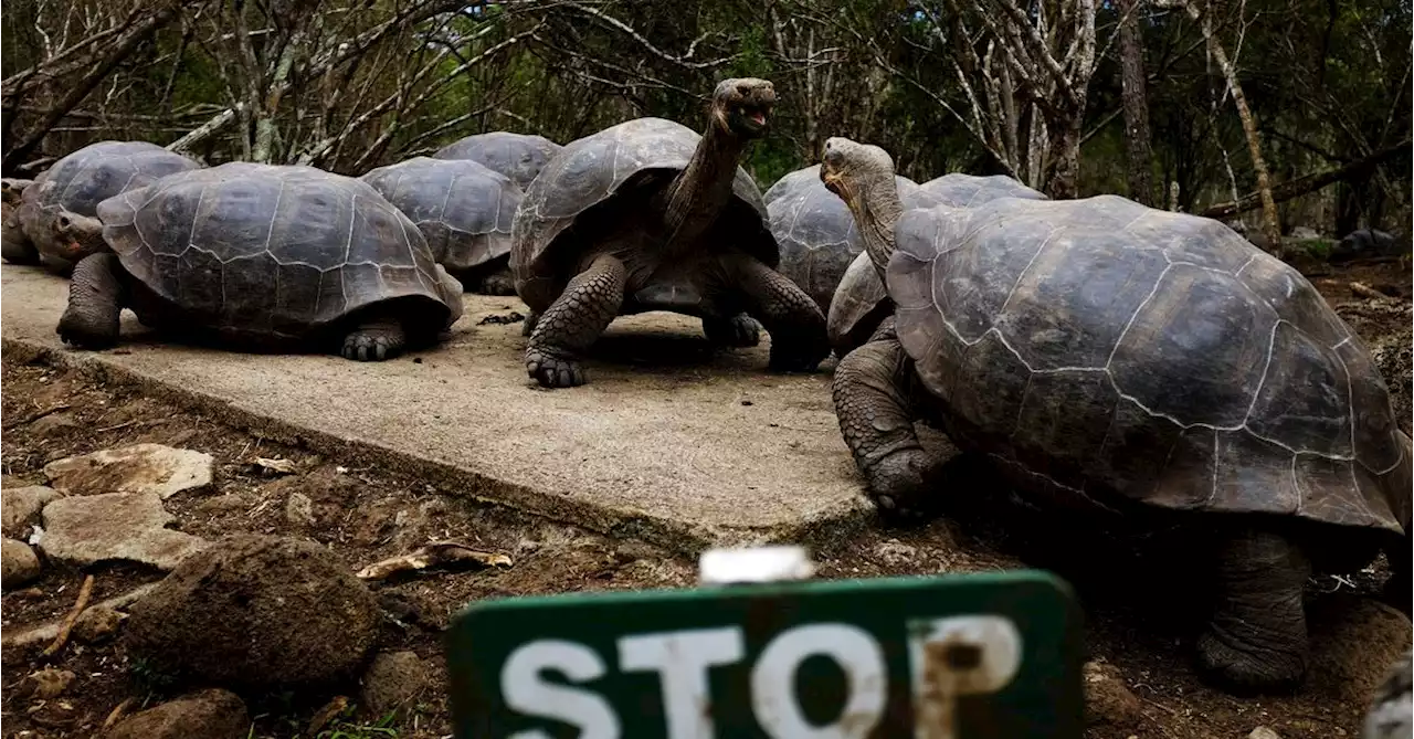 Natural evolution: Record Galapagos deal sparks clamour for eco-friendly debt swaps