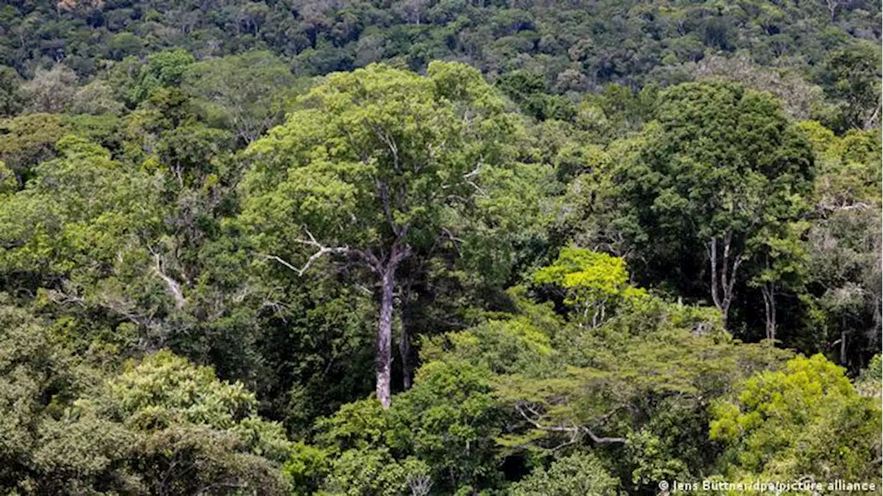 Desmatamento na Amazônia cai 31% nos primeiros cinco meses de Lula