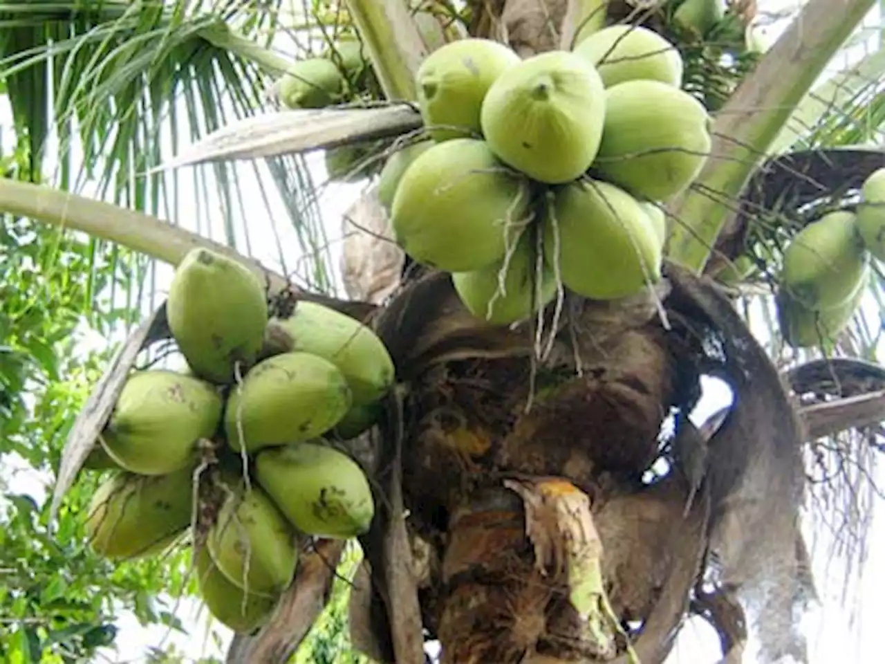 Ini Lima Daerah Penghasil Kelapa Paling Banyak di Jawa Timur