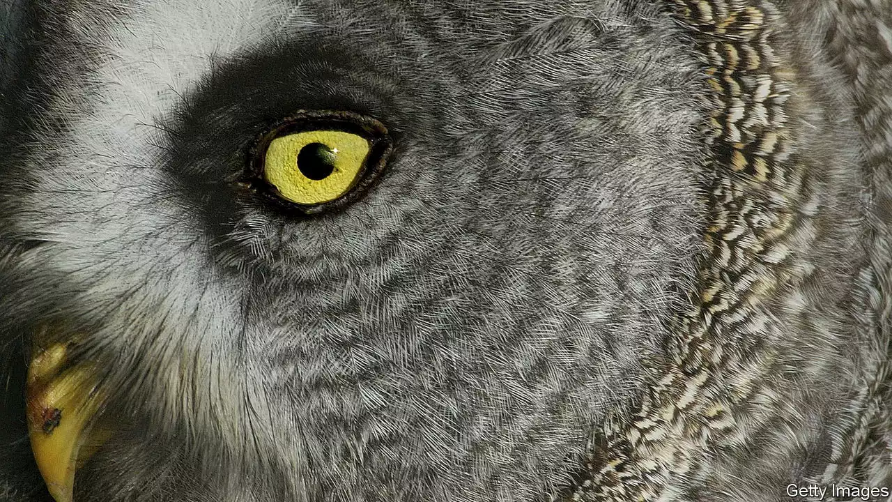 A raptor’s mystique inspires “What an Owl Knows”