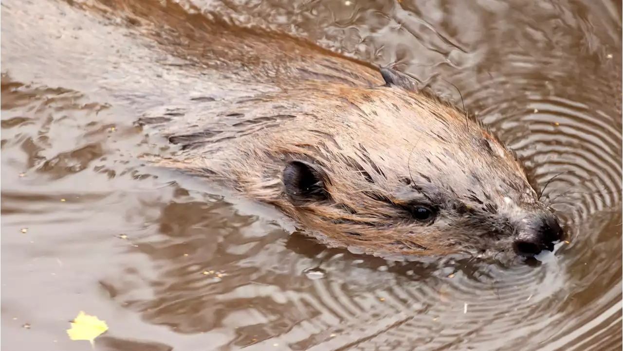 Beaver population in Scotland 'expanding rapidly' and on course to reach 10,000 by 2030