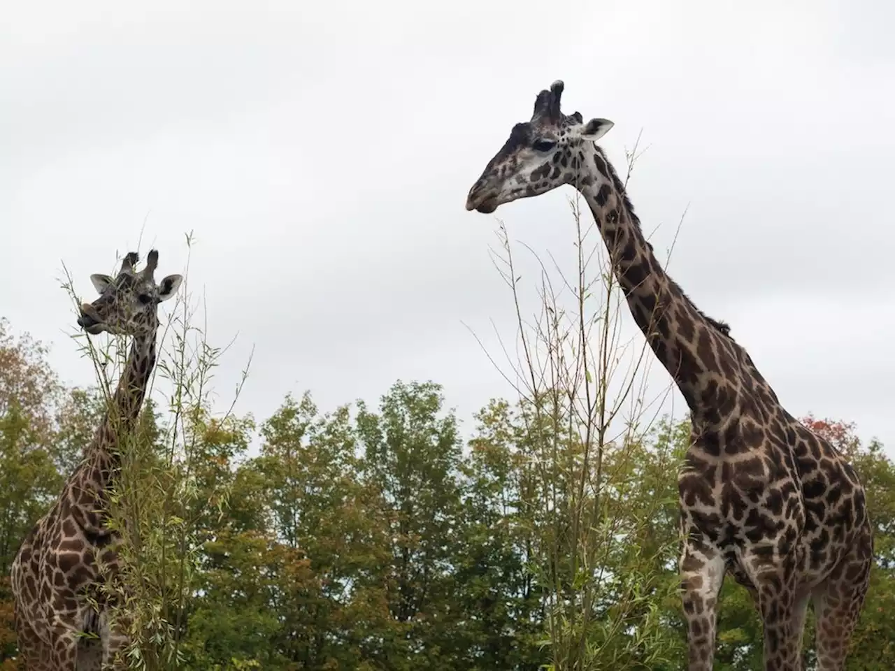 'THIS IS AN EMERGENCY': How zoos are protecting animals from wildfire smoke